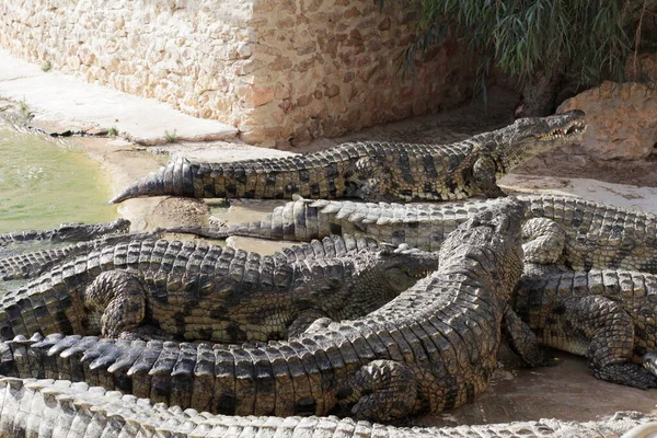 Los Cocodrilos Una Granja Cocodrilos Están Esperando Alimentarse Alimentando Los —  Fotos de Stock