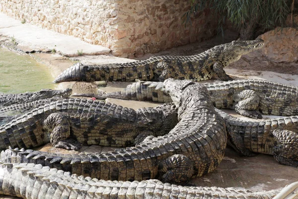 Krokodyle Farmie Krokodyli Czekają Pożywienie Karmienie Krokodyli Hodowla Krokodyli Hodowla — Zdjęcie stockowe