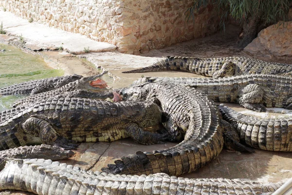 Krokodyle Farmie Krokodyli Czekają Pożywienie Karmienie Krokodyli Hodowla Krokodyli Hodowla — Zdjęcie stockowe