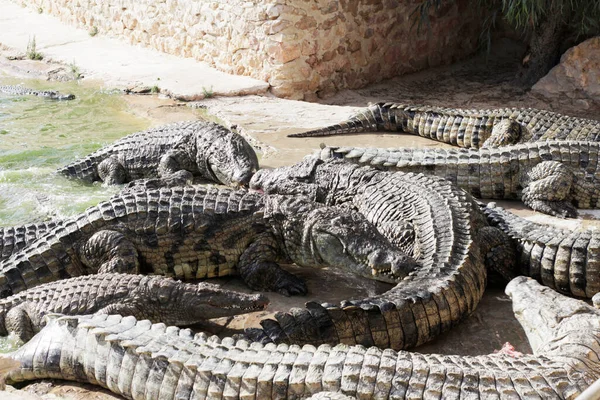 Los Cocodrilos Una Granja Cocodrilos Están Esperando Alimentarse Alimentando Los —  Fotos de Stock