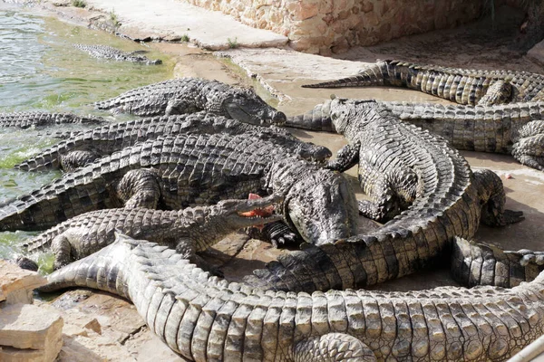 Crocodilos Numa Quinta Crocodilos Estão Espera Alimentação Alimentar Crocodilos Reprodução — Fotografia de Stock