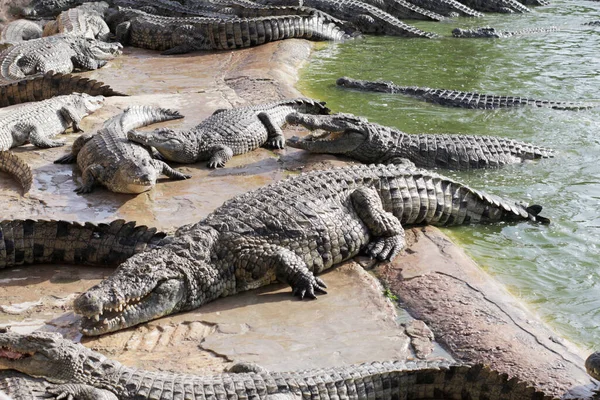 Krokodillen Een Krokodillenboerderij Wachten Voedsel Krokodillen Voeren Krokodillen Fokken Krokodillenkwekerij — Stockfoto