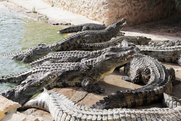 Krokodillen Een Krokodillenboerderij Wachten Voedsel Krokodillen Voeren Krokodillen Fokken Krokodillenkwekerij — Stockfoto