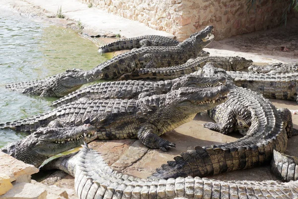 ワニの養殖場でワニが餌を待っている ワニに餌をやる ワニの繁殖 ワニ農場 — ストック写真