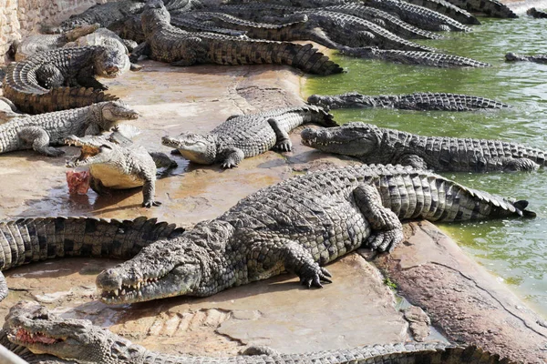 Krokodýli Krokodýlí Farmě Čekají Krmení Krmím Krokodýly Chov Krokodýlů Krokodýlí — Stock fotografie