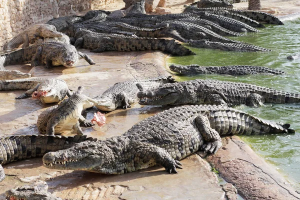 Krokodýli Krokodýlí Farmě Čekají Krmení Krmím Krokodýly Chov Krokodýlů Krokodýlí — Stock fotografie