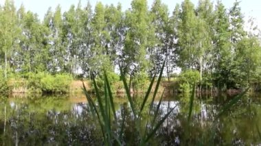 Açık yeşil renklerde bir orman gölü manzarası. Kıyıda huş ağacı ve yaprak döken ağaçlar var. Ağaçlarla çevrili bir göletin panoramik videosu. Doğa.
