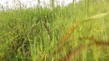 Çimenler tarlada. Çimen tarlası. Sabah videosu. Kırsal kesimde. Doğa.