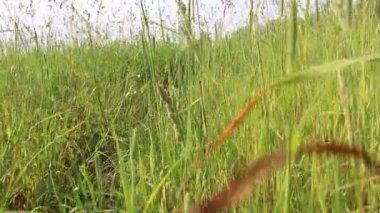 Çimenler tarlada. Çimen tarlası. Sabah videosu. Kırsal kesimde. Doğa.