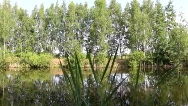 Landschaft Einem Waldsee Satten Farben Von Hellgrünen Farbtönen Ufer Stehen — Stockvideo