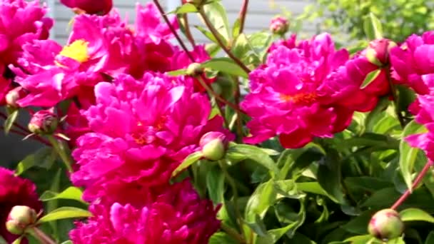 Rózsaszín Vörös Bazsarózsa Kertben Gyöngyfa Gyönyörű Vörös Virágok Tavasszal Rózsaszín — Stock videók