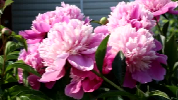 Roze Rode Pioenrozen Groeien Tuin Pioenenboom Mooie Rode Bloemen Het — Stockvideo