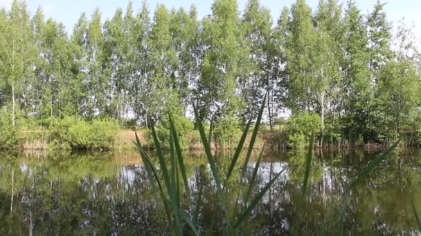 Paysage au bord d'un lac forestier aux couleurs riches de teintes vert clair. Sur le rivage se trouvent des bouleaux et des feuillus. Vidéo panoramique d'un étang entouré de bouleaux. Nature .