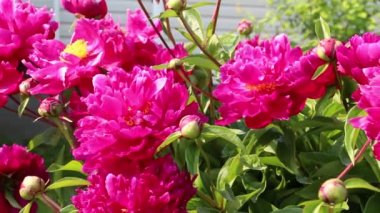 Bahçede pembe ve kırmızı şakayıklar yetişir. Şakayık ağacı, ilkbaharda güzel kırmızı çiçekler. Bahçede kocaman pembe bir şakayık çiçeği. Gül şakayığı açsın.