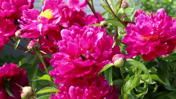 Roze Rode Pioenrozen Groeien Tuin Pioenenboom Mooie Rode Bloemen Het — Stockvideo