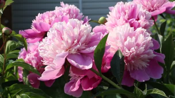 Garten Wachsen Rosa Und Rote Pfingstrosen Pfingstrose Schöne Rote Blüten — Stockvideo