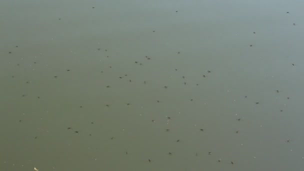 Bandes d'eau à la surface de l'eau. striders eau course de l'eau dans l'étang. Nature .