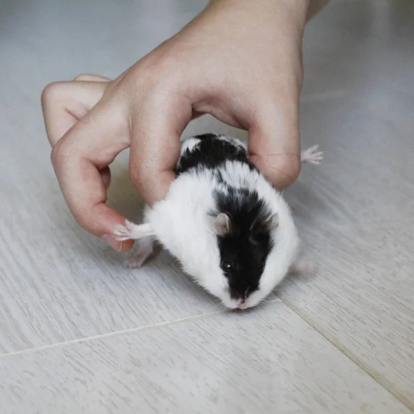 Uma Criança Pequena Pega Hamster Pela Primeira Vez Pequeno Hamster — Fotografia de Stock