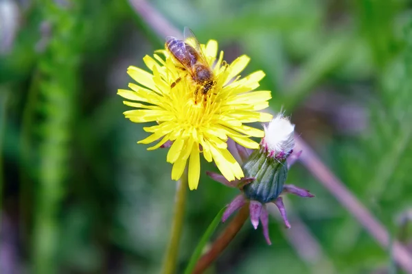 The bee collects honey on a yellow dandelion