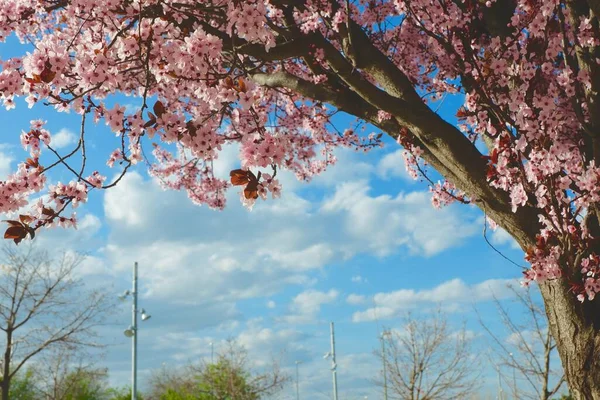 Crown Japanese Plum Tree Spring Park Valdespartera District Zaragoza Spain — Stockfoto