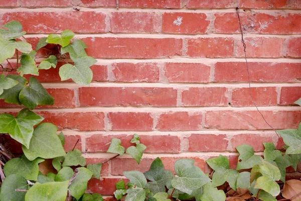 Pared Ladrillo Rojo Entrelazado Con Hiedra Edificio Abandonado Fondo Espacio —  Fotos de Stock