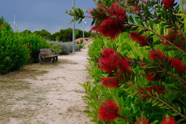 Arbusto Colorido Flores Vermelhas Engarrafamento Crescem Selvagens Imundo Devido Bloqueio — Fotografia de Stock