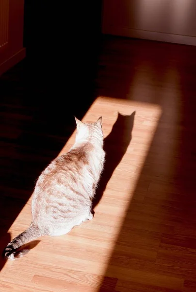 Quente Retroiluminado Gato Sonhando Lançar Uma Sombra Forte Dentro Casa — Fotografia de Stock