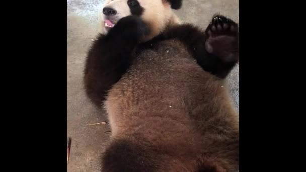Panda Capturado Tragando Bambúes Suelo Pateando Otro Panda Que Acerca — Vídeo de stock