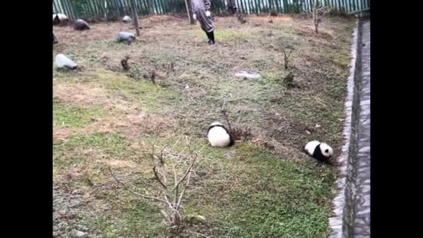 Dos Cachorros Panda Encuentran Perdidos Playgroud Tambaleándose Revoloteando Reserva Natural — Vídeo de stock