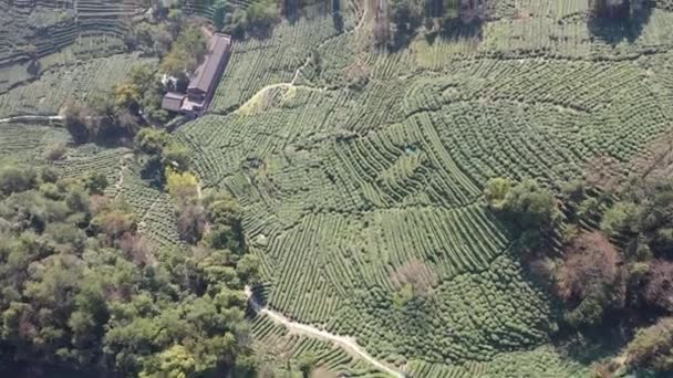 Китайські Фанати Вибирають Чайне Листя Лонгкін Чайній Плантації Лонгкін Віллидж — стокове відео