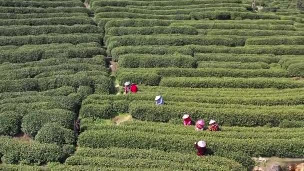 Faimoșii Chinezi Aleg Frunzele Ceai Longjing Plantație Ceai Din Satul — Videoclip de stoc