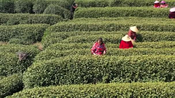 Kinesiska Famrers Plockar Longjing Teblad Teplantage Longjing Village Hangzhou Stad — Stockvideo