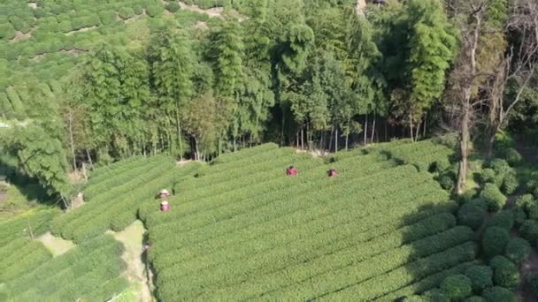 Chinese Famrers Plukken Longjing Theebladeren Een Theeplantage Longjing Village Hangzhou — Stockvideo