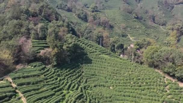 Čínští Slavní Sbírají Čajové Lístky Longjing Čajové Plantáži Vesnici Longjing — Stock video