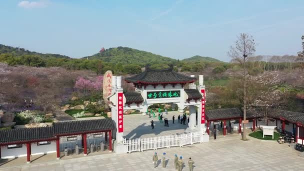 Çin Orta Kesimindeki Wuhan Şehrindeki Wuhan Doğu Gölü Kiraz Çiçeği — Stok video