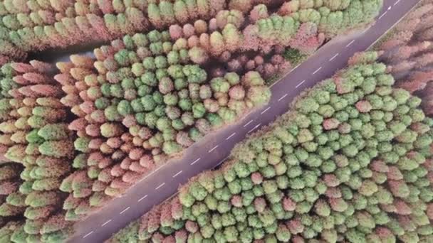 Aerial View Dawn Redwood Trees Swaying Wind Laoyuhe River Wetland — Stock Video