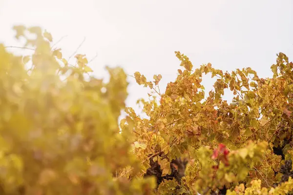 Изображение с виноградника на восходе солнца поздней осенью — стоковое фото
