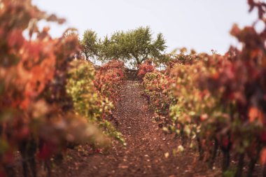 Gün doğumunda sonbahar üzüm bağıyla güzel bir sahne.