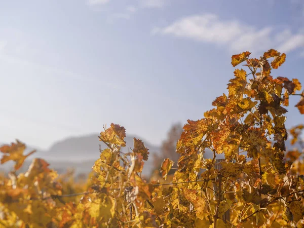 Сцена с осенним виноградником на рассвете — стоковое фото