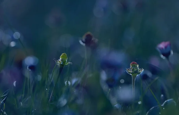 Blühende Wiese Mit Feldblumen Und Selektivem Fokus — Stockfoto