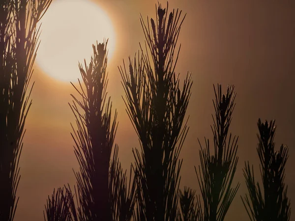 Pine branches at sunrise and background sun.