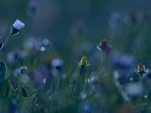 Tarla Çiçekleri Seçici Odak Ile Güzel Çiçek Açan Çayır — Stok fotoğraf