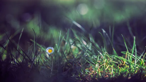 Daisy Oxeye Gün Doğumunda Arka Planda Bulanık Bir Şekilde Sahada — Stok fotoğraf