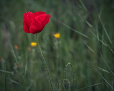 Doğal gelincik ve sarı çiçekler gündoğumunda tarlada ve su damlalarında.