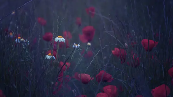日出时的天然黄花和罂粟 — 图库照片