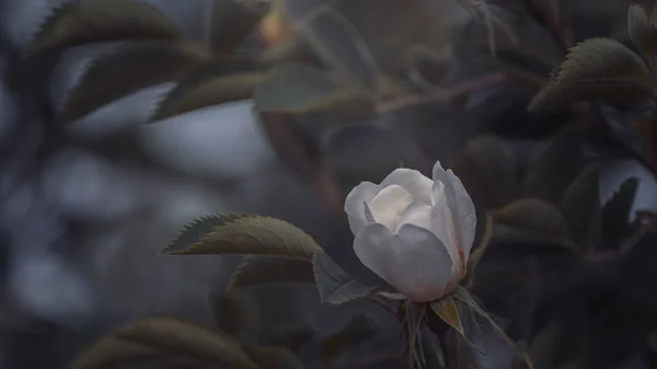 Ładne Zbliżenie Psiej Róży Pełnym Rozkwicie — Zdjęcie stockowe