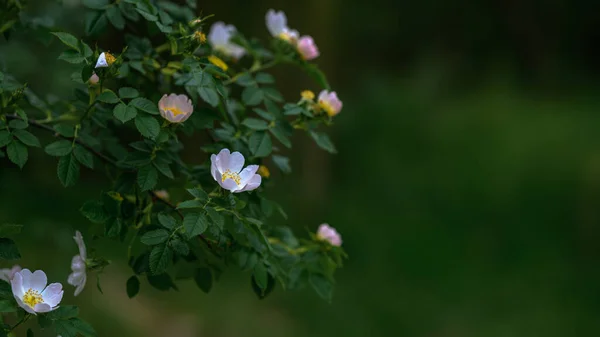 Naturalna Psia Róża Lesie Pełnym Rozkwicie — Zdjęcie stockowe