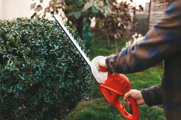 Homem Com Tesoura Para Arbustos Cultiva Arbusto Quintal — Fotografia de Stock