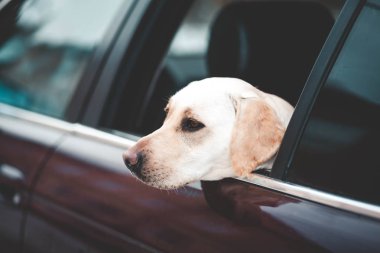 Labrador arabanın camına bakıyor.