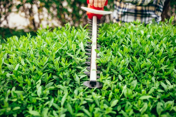 Man Cuts Green Bushes Electric Trimmer — Stock Photo, Image